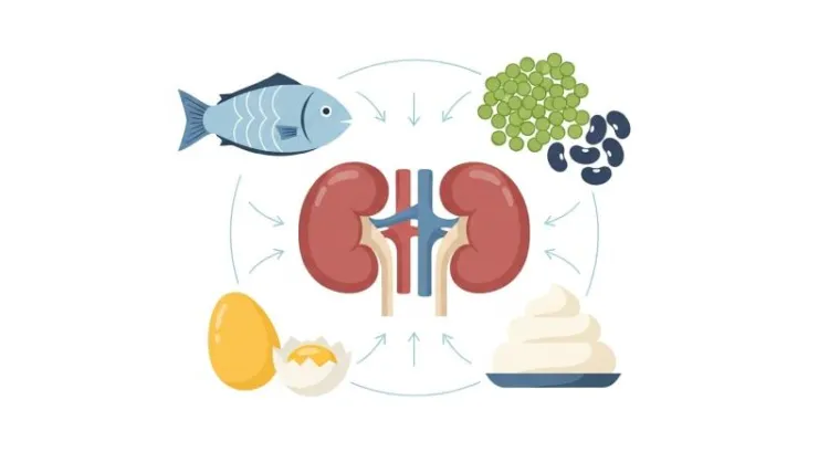 Böbrek sağlığı için protein denge ve porsiyon kontrolü illüstrasyonu