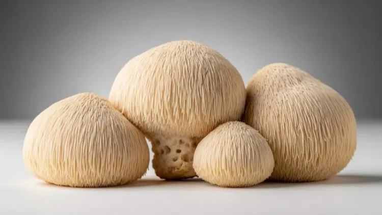 lions-mane-ile-ogrenme-ve-hafiza.jpg